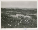 Image of Cotton Grass